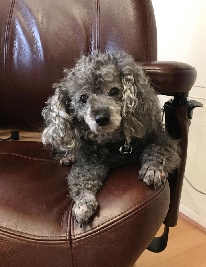 leo